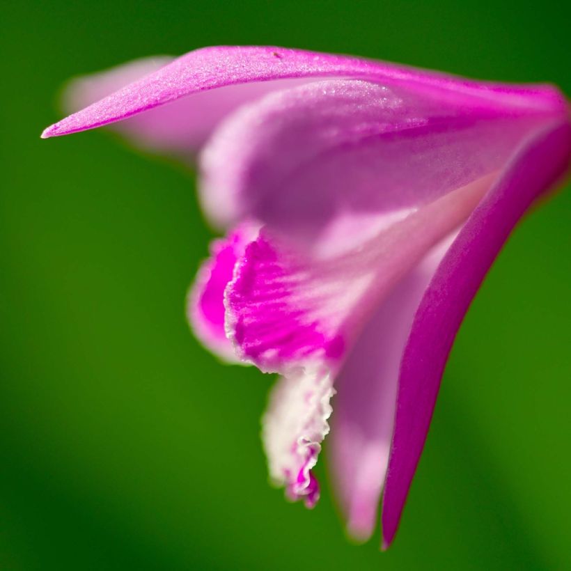 Bletilla striata Shi-ran - Orchidée jacinthe (Floraison)