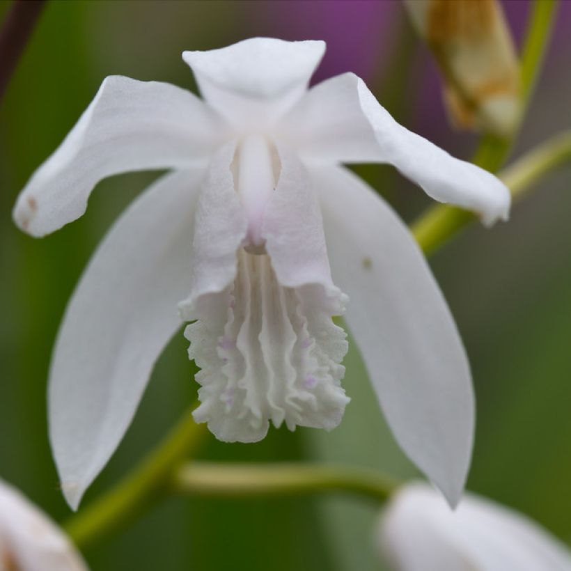 Bletilla striata f. gebina - Orchidée jacinthe (Floraison)