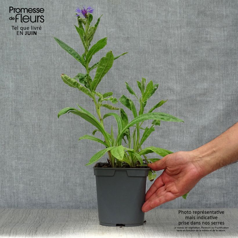 Spécimen de Bleuet des Montagnes - Centaurée montana Pot de 2L/3L tel que livré en été