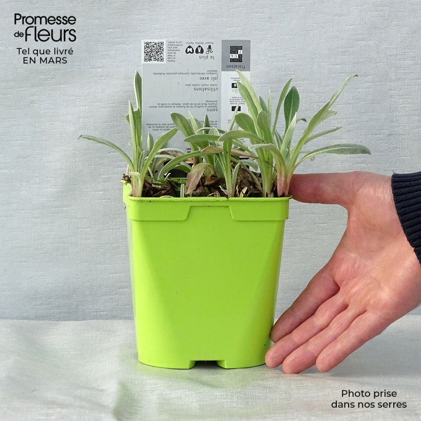 Spécimen de Bleuet des montagnes - Centaurée montana Amethyst in Snow en pot de 1.5/2 litres tel que livré au printemps