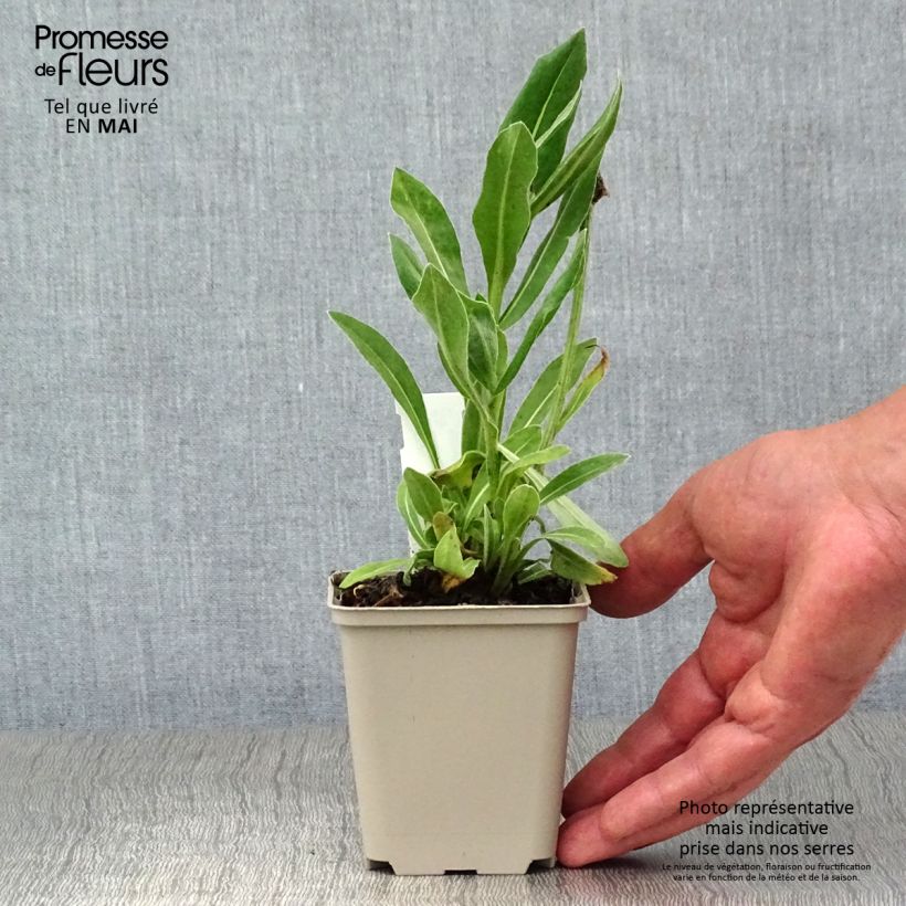 Spécimen de Bleuet des montagnes rose - Centaurée Carnea Godet de 9cm tel que livré au printemps