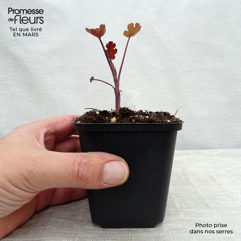 Spécimen de Bocconie Spetchley Ruby - Macleaya microcarpa Godet de 9cm tel que livré au printemps
