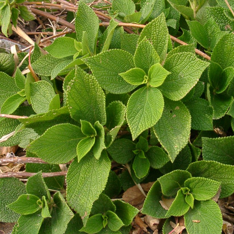 Boehmeria biloba (Port)