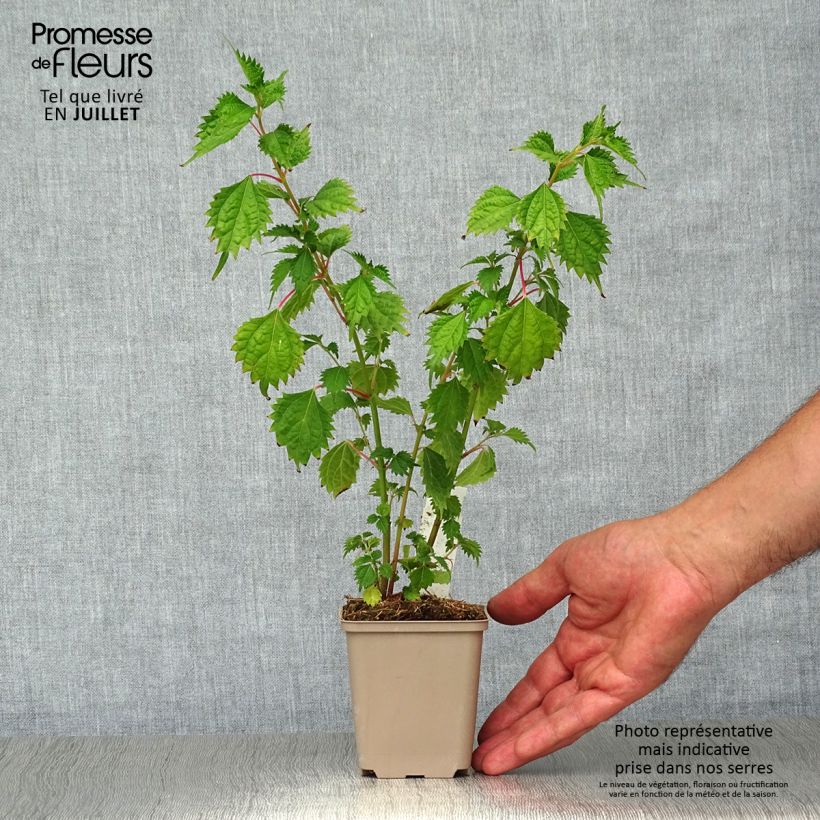 Spécimen de Boehmeria spicata - Ortie de Chine arbustive Godet de 8/9 cm tel que livré en été
