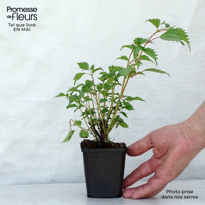Spécimen de Boehmeria spicata - Ortie de Chine arbustive Godet de 8/9 cm tel que livré au printemps