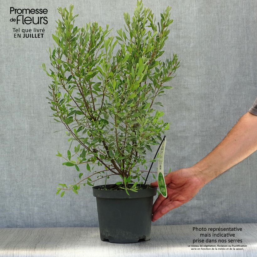 Spécimen de Bois-sent-bon - Myrica gale Pot de 2L/3L tel que livré en été