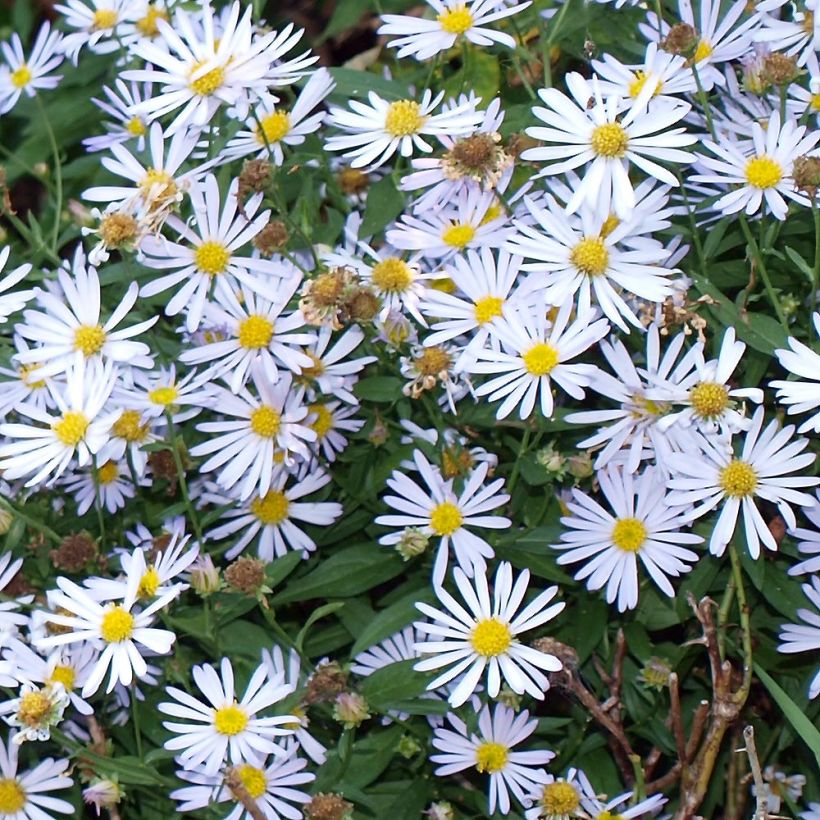 Boltonie, faux aster Latisquama - Boltonia astroides (Feuillage)