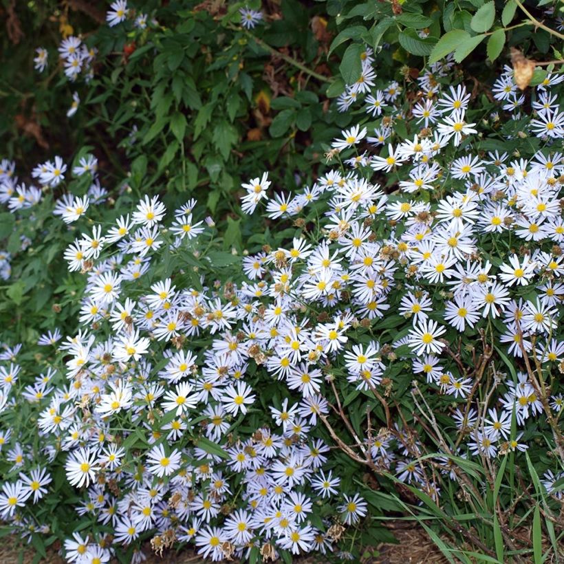 Boltonie, faux aster Latisquama - Boltonia astroides (Port)