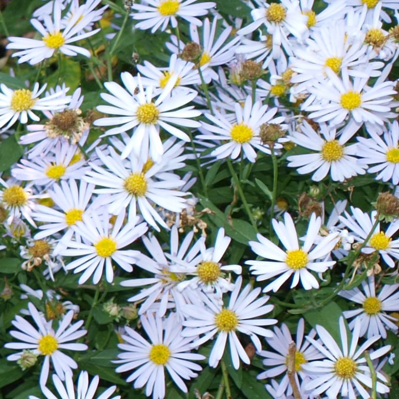 Boltonia asteroides Snowbank - Aster étoilé - Faux Aster (Floraison)