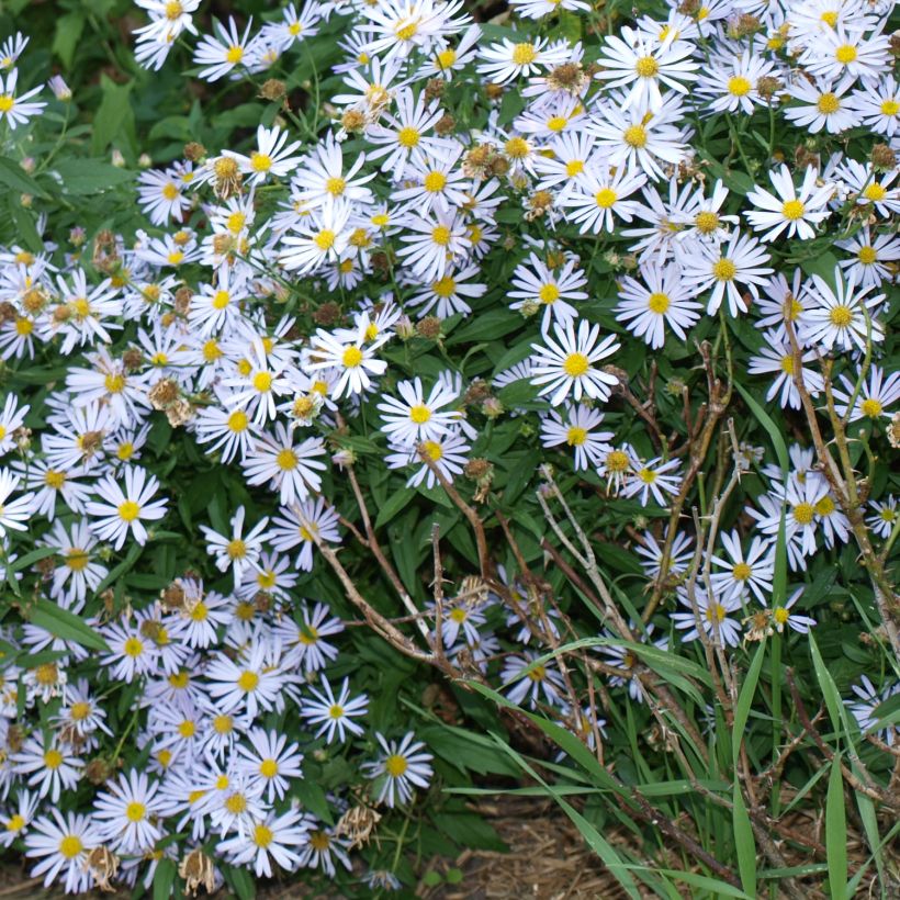 Boltonia asteroides Snowbank - Aster étoilé - Faux Aster (Port)