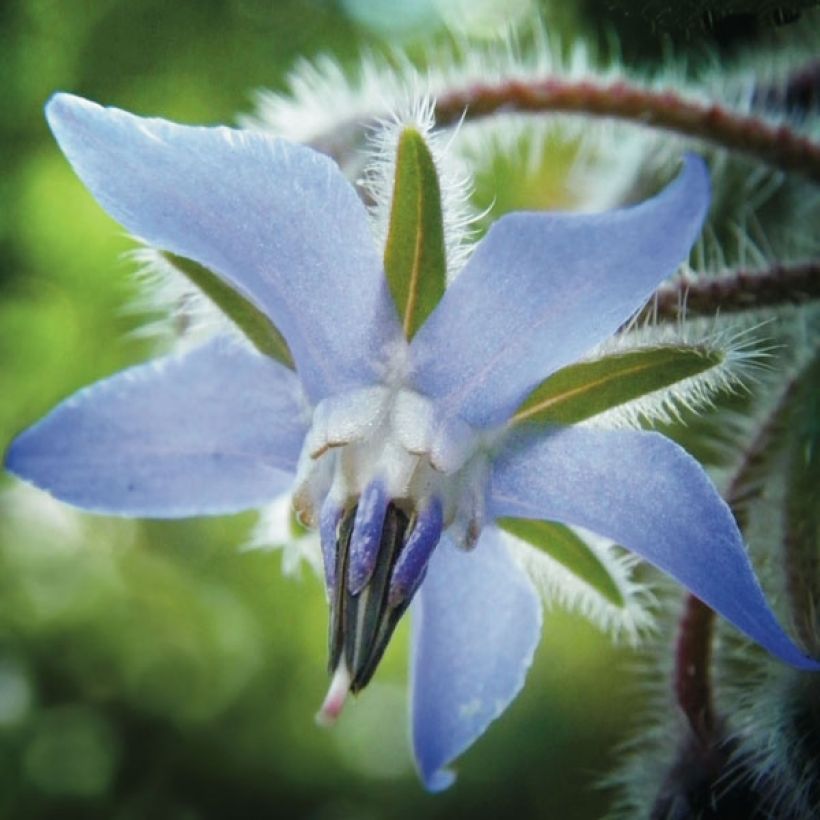 Graines de Bourrache officinale - Borago officinalis (Floraison)