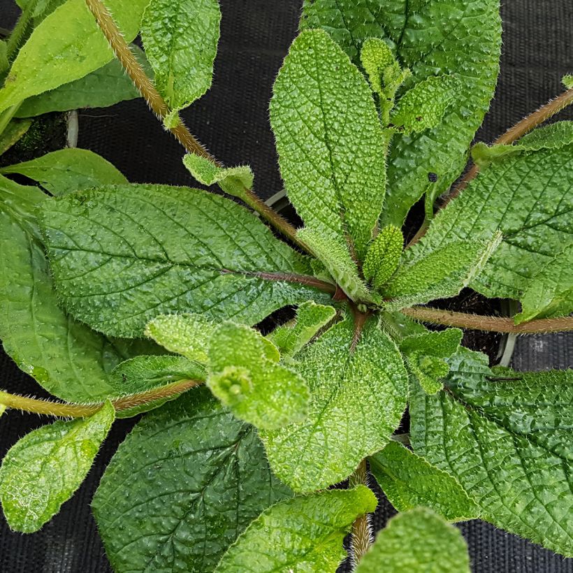 Borago pygmaea - Bourrache vivace naine (Feuillage)