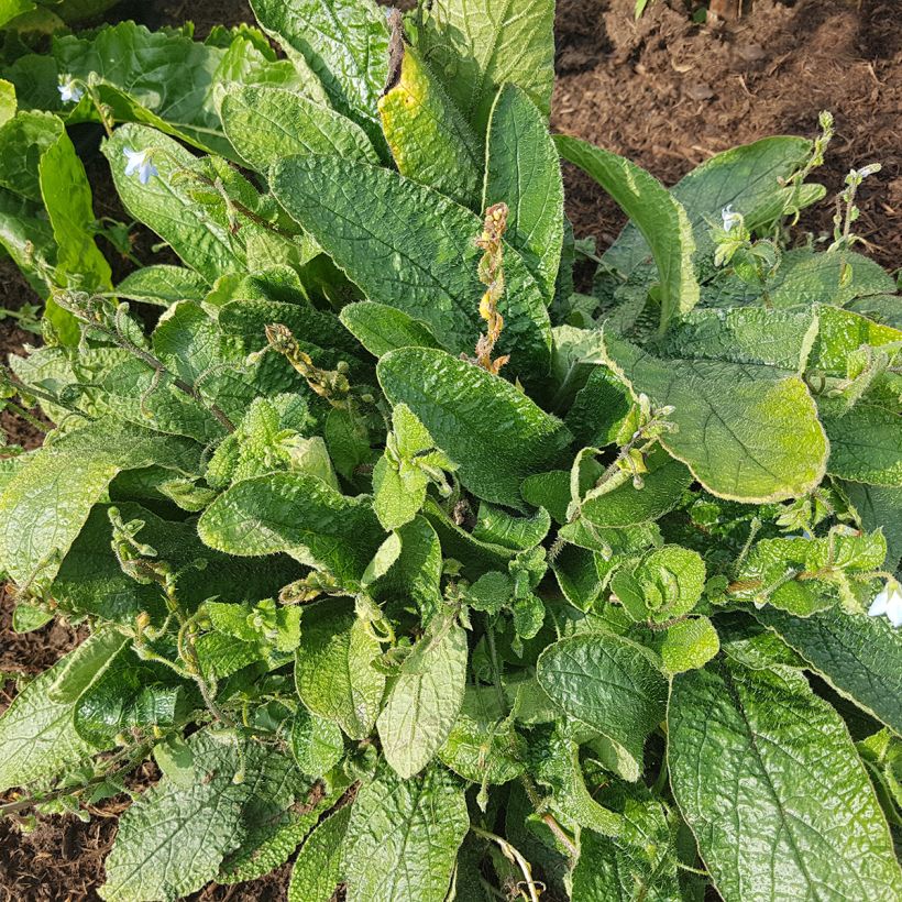 Borago pygmaea - Bourrache vivace naine (Port)