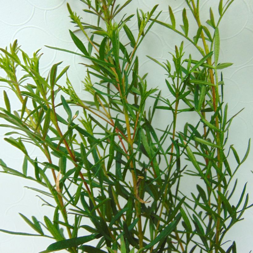 Boronia heterophylla - Boronie à feuillage varié. (Feuillage)