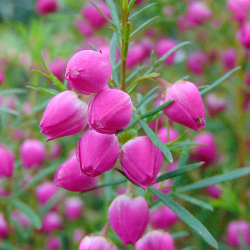 Boronia heterophylla - Boronie à feuillage varié. (Floraison)