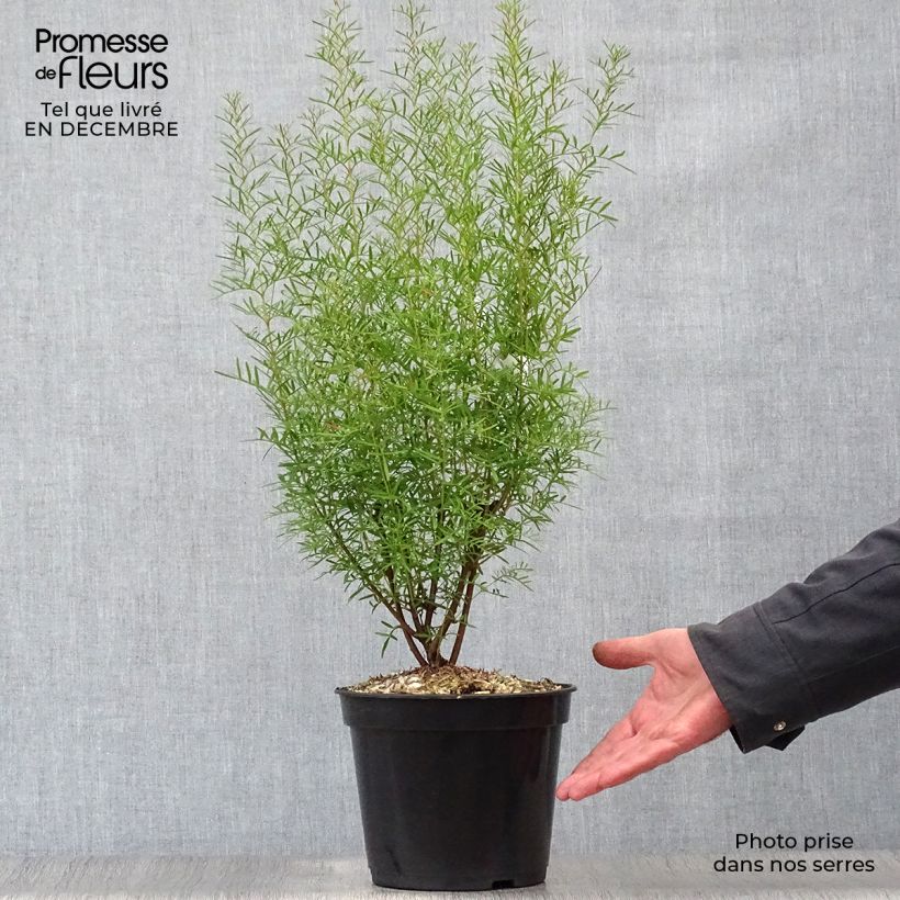 Spécimen de Boronia heterophylla - Boronie à feuillage varié. tel que livré en hiver