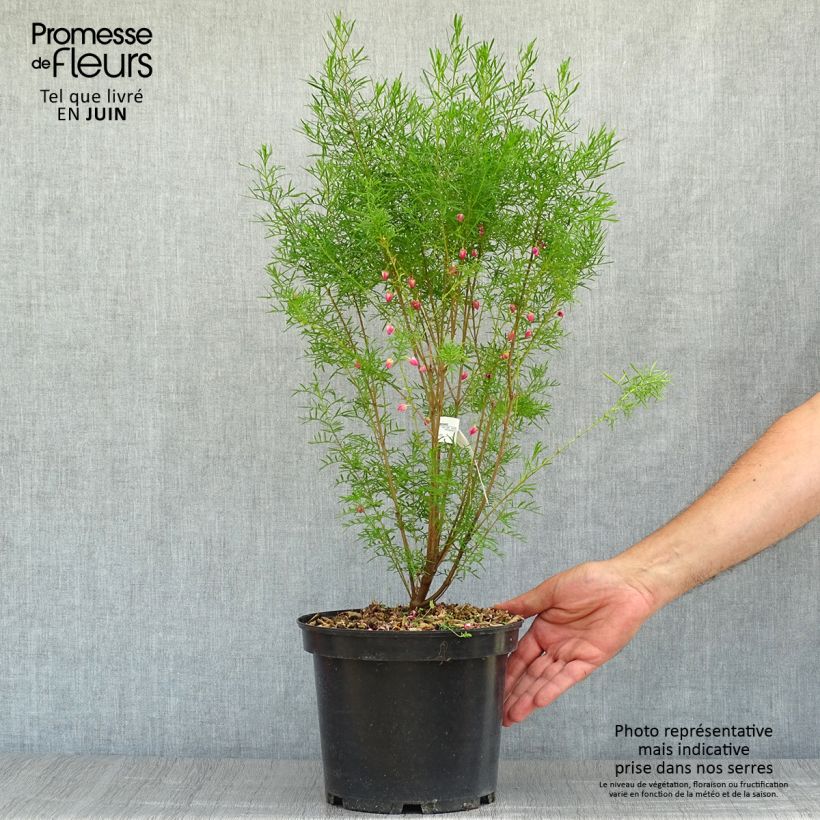 Spécimen de Boronia heterophylla - Boronie à feuillage varié. Pot de 3L/4L tel que livré en été