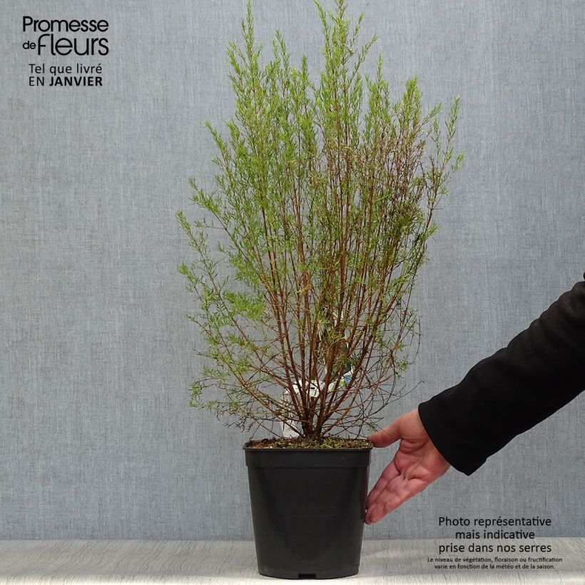 Spécimen de Boronia (x) heterophylla Carousel Pot de 4L tel que livré en hiver