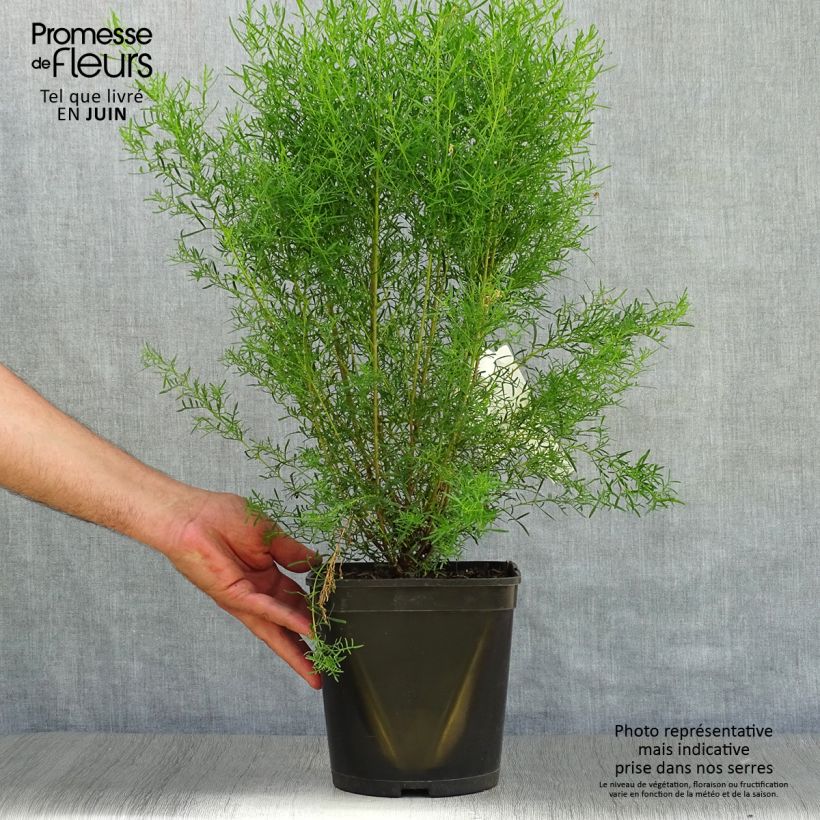 Spécimen de Boronia heterophylla Ice Charlotte - Boronie à feuilles variées Pot de 4L/5L tel que livré en été