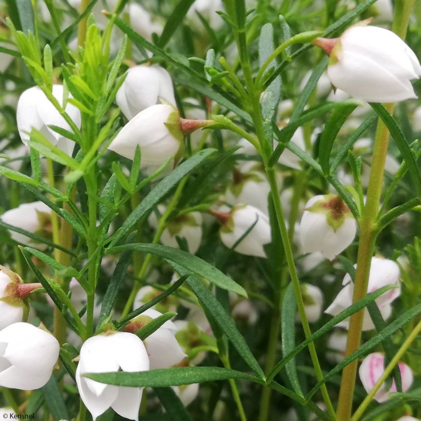 Boronia heterophylla Ice Charlotte - Boronie à feuilles variées (Feuillage)