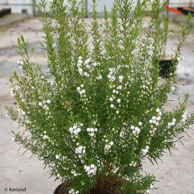 Boronia heterophylla Ice Charlotte - Boronie à feuilles variées (Port)