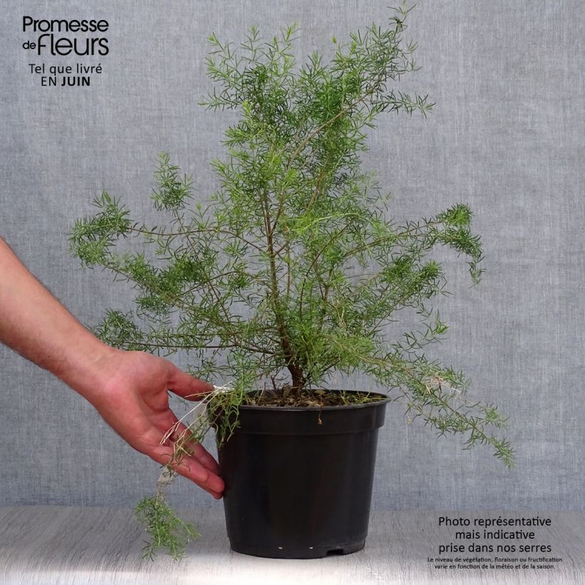 Spécimen de Boronia megastigma Tui - Boronie brune Pot de 4L/5L tel que livré en été