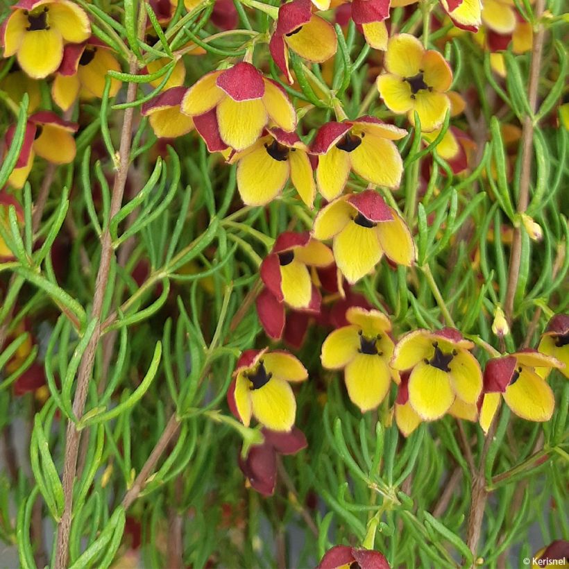 Boronia megastigma Tui - Boronie brune (Feuillage)