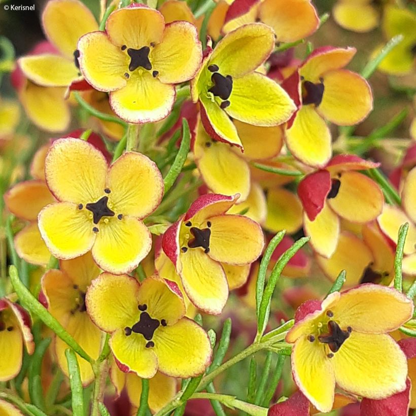 Boronia megastigma Tui - Boronie brune (Floraison)