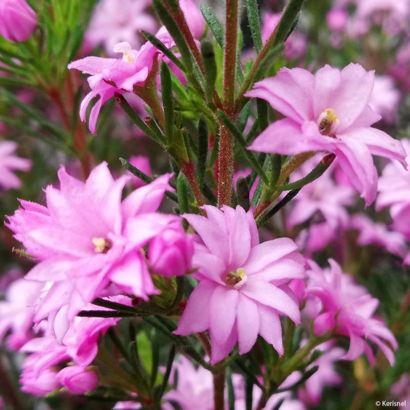 Boronia pilosa Rose Blossom - Boronie velue (Floraison)