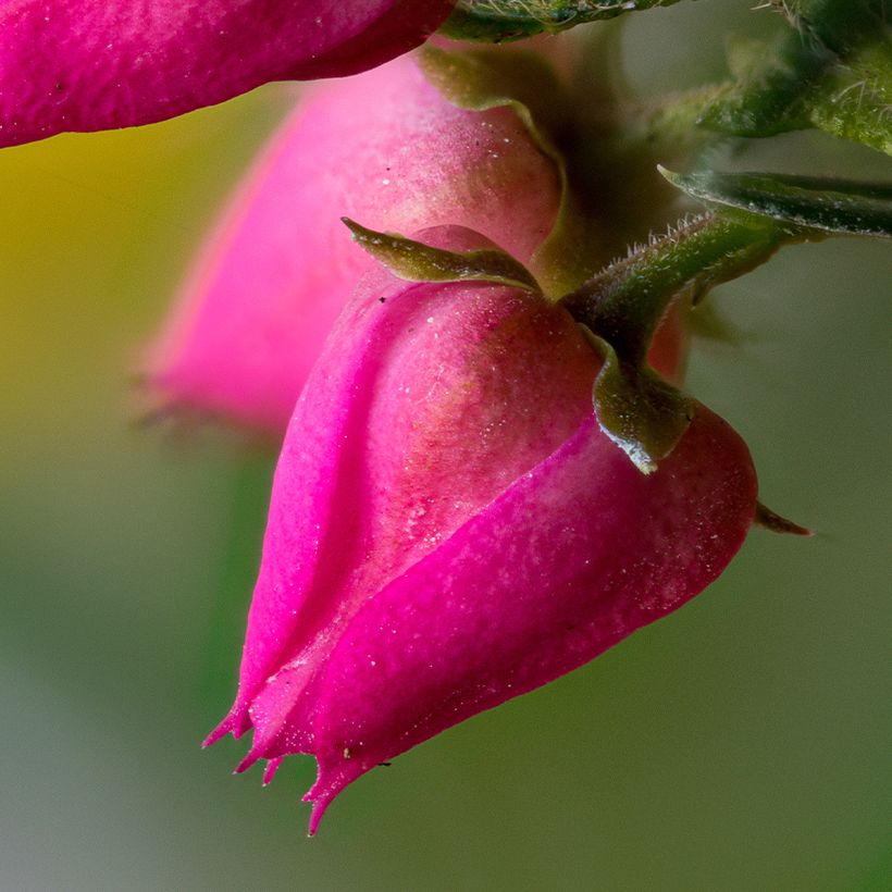 Boronia (x) heterophylla Carousel (Floraison)