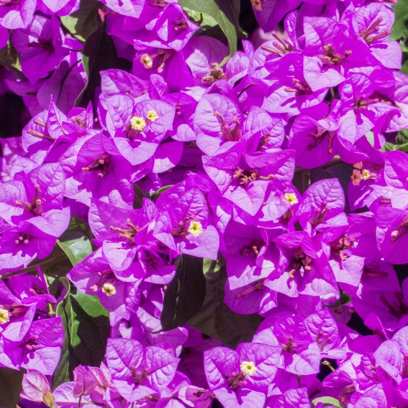 Bougainvillier Violet de Mèze (Floraison)