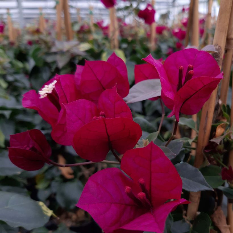 Bougainvillier spectabilis Pourpre violacé (Floraison)