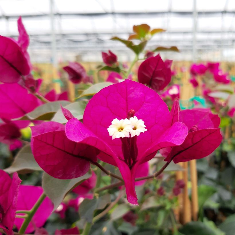 Bougainvillier spectabilis Rouge foncé (Floraison)