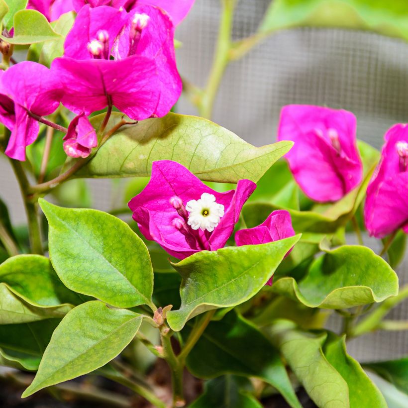 Bougainvillier Mini Thaï (Floraison)