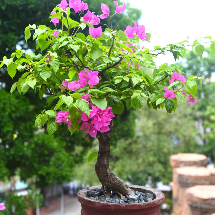 Bougainvillier Mini Thaï (Port)