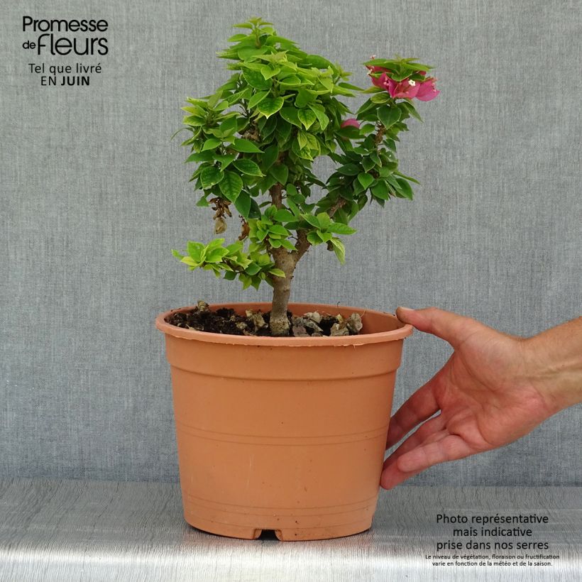 Spécimen de Bougainvillier Mini Thaï Pot de 3L/4L tel que livré en été