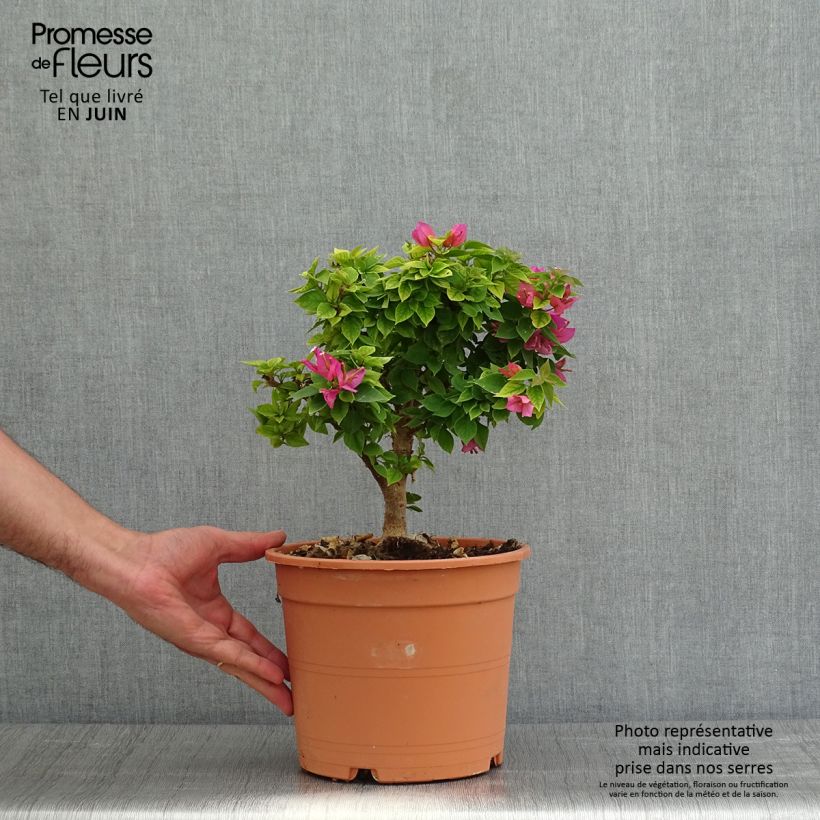 Spécimen de Bougainvillier Mini Thaï - en pot de 3L/4L tel que livré au printemps