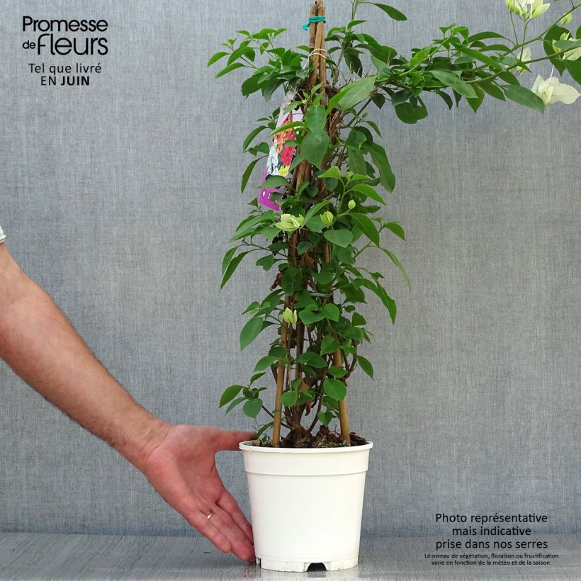 Spécimen de Bougainvillier spectabilis Blanc-rose Pot de 2L/3L tel que livré en été