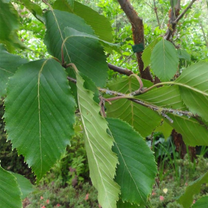 Bouleau blanc de l'Himalaya - Betula utilis var.  jacquemontii 'Doorenbos' (Feuillage)