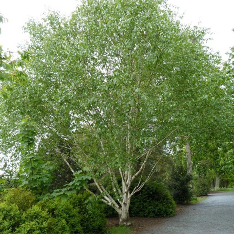 Bouleau blanc de l'Himalaya - Betula utilis var.  jacquemontii 'Doorenbos' (Port)