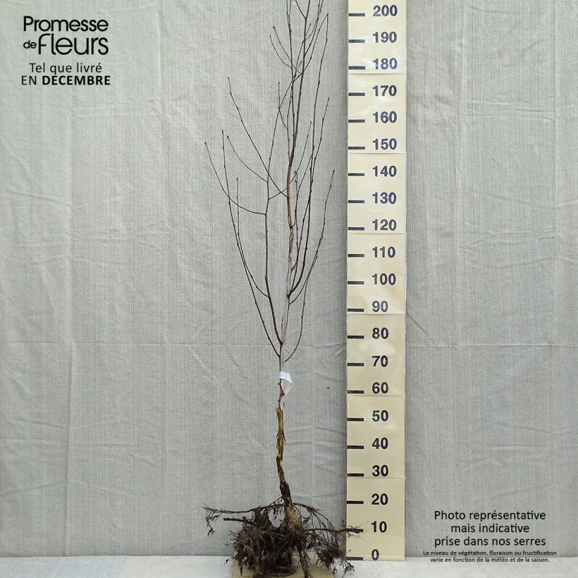 Spécimen de Bouleau blanc de l'Himalaya - Betula utilis var.  jacquemontii 'Doorenbos' en racines nues 175/200 tel que livré en hiver