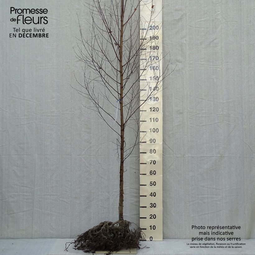 Spécimen de Bouleau blanc de l'Himalaya - Betula utilis var.  jacquemontii 'Doorenbos' en racines nues tige 6/8 tel que livré en hiver