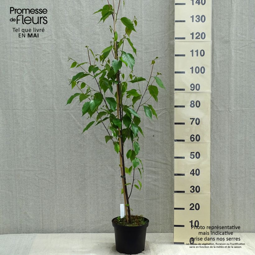 Spécimen de Bouleau de Chine - Betula albosinensis Fascination pot de 3L tel que livré au printemps