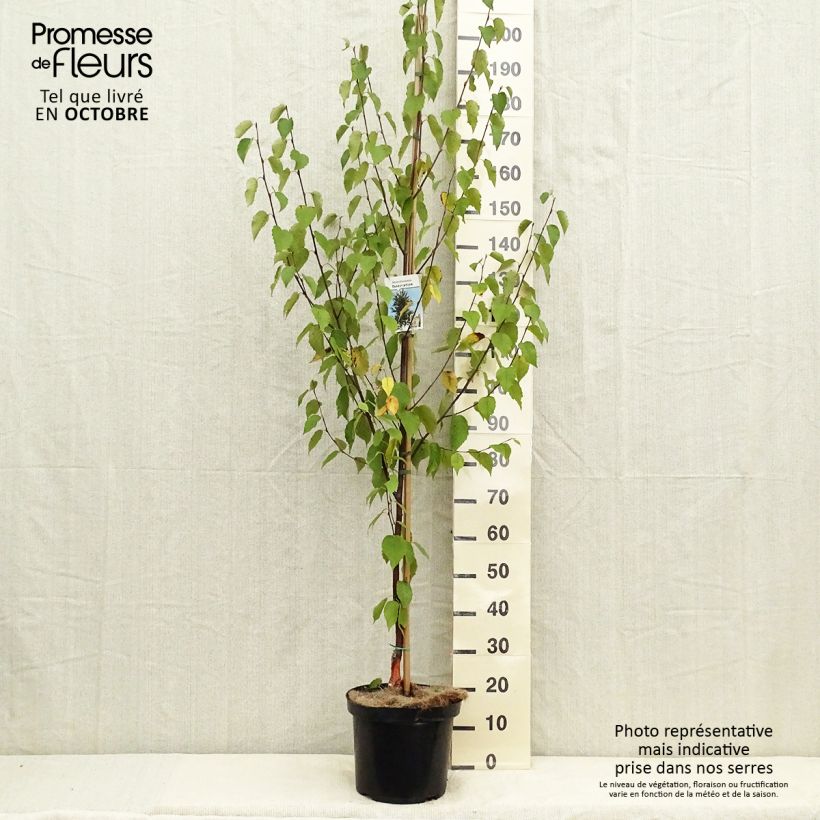 Spécimen de Bouleau de Chine - Betula albosinensis Fascination pot de 7,5L tel que livré en automne