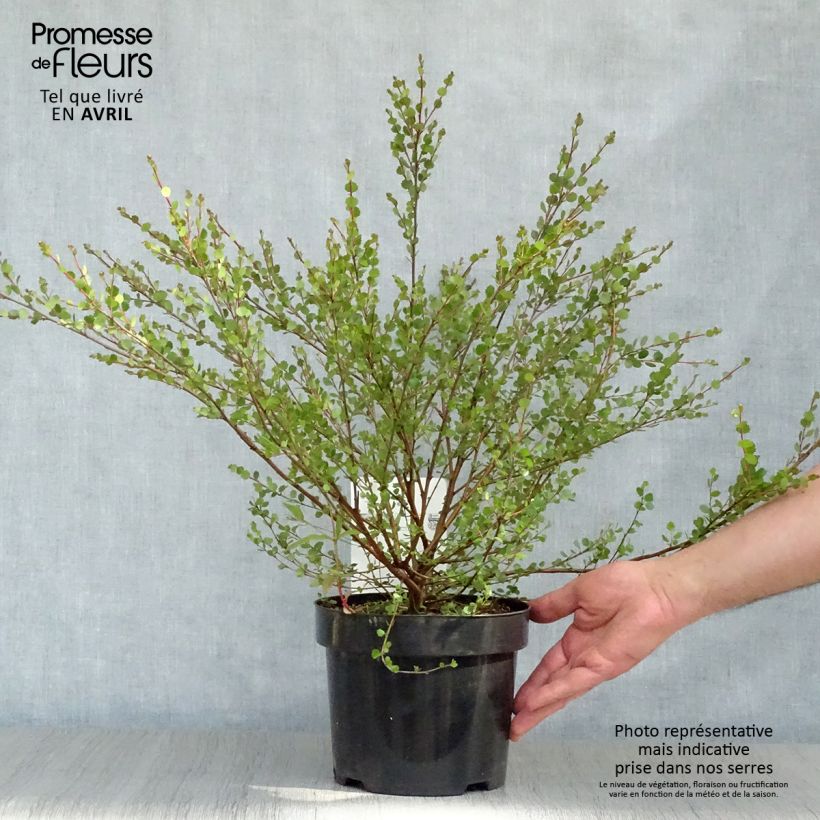 Spécimen de Bouleau nain - Betula nana Pot de 2L/3L tel que livré au printemps
