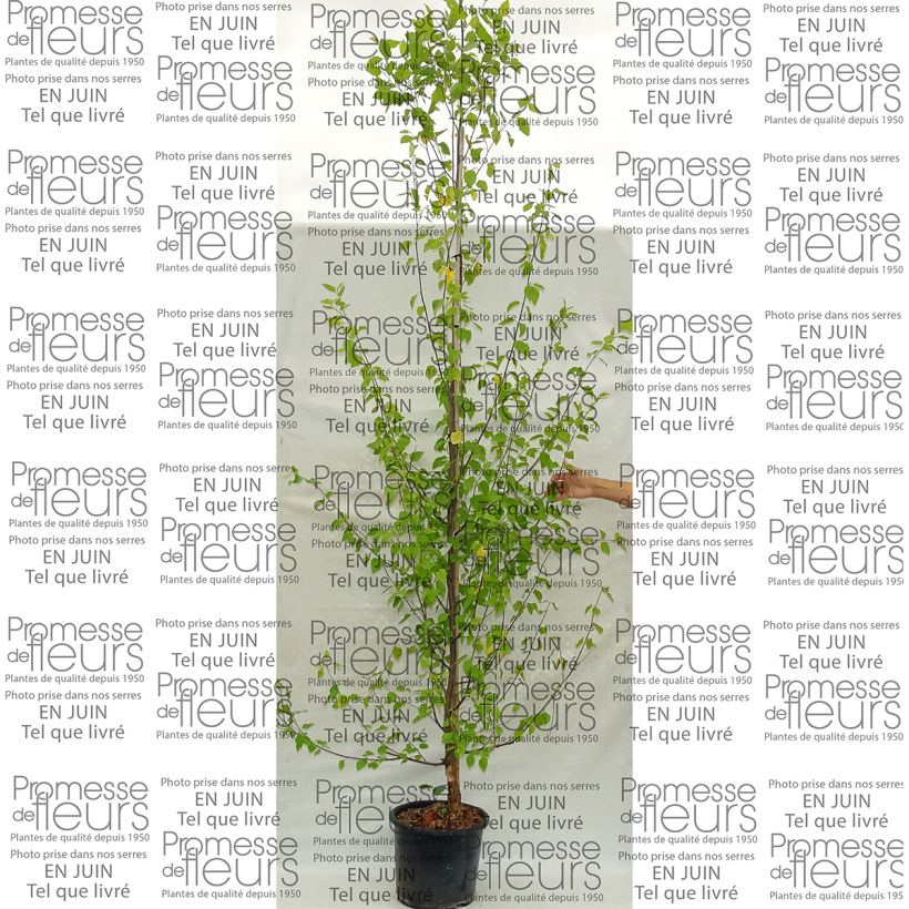 Exemple de spécimen de Bouleau noir - Betula nigra Heritage tel que livré