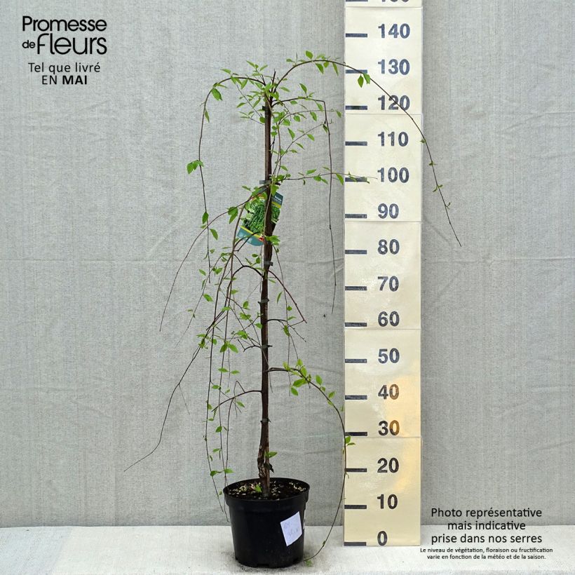 Spécimen de Bouleau noir - Betula nigra Summer Cascade Pot de 4l/5L tel que livré au printemps