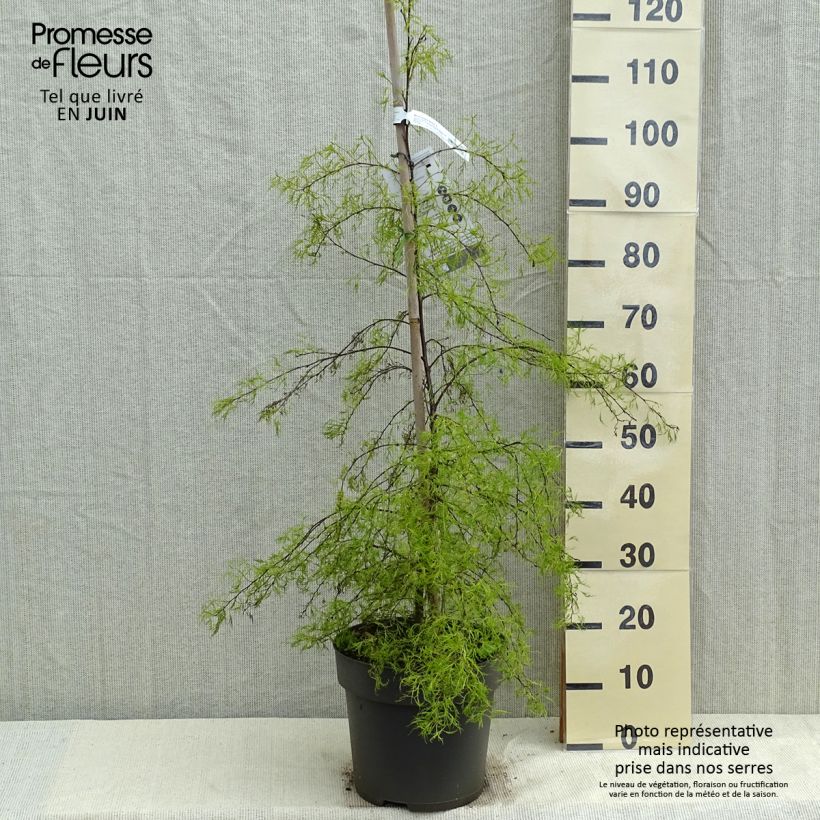 Spécimen de Bouleau pleureur - Betula pendula Karaca - Pot de 7,5L/10L tel que livré au printemps