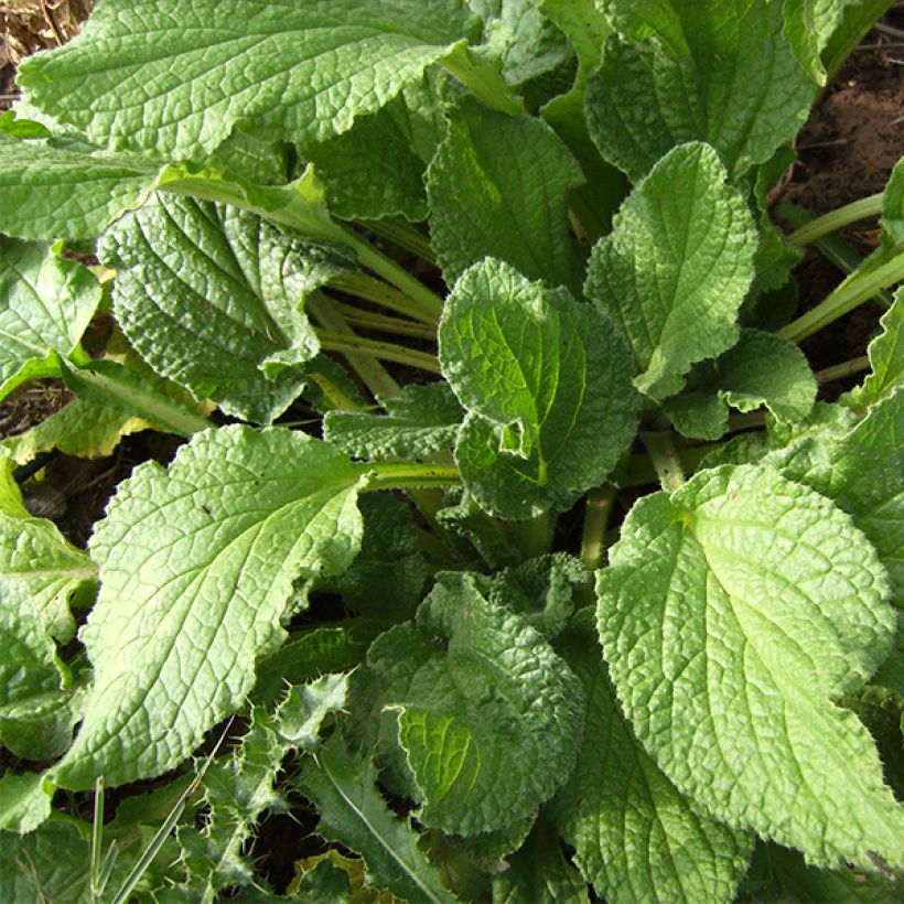 Bourrache BIO - Borago officinalis (Feuillage)