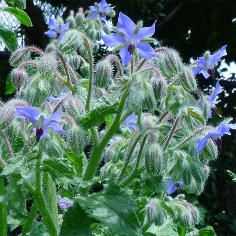 Bourrache BIO - Borago officinalis (Floraison)